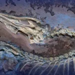 Chicago Museum’s Fossil Reveals Stunning Secrets of First Bird, Archaeopteryx