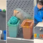 Chinese Parrot Sets World Record for Sorting Colors