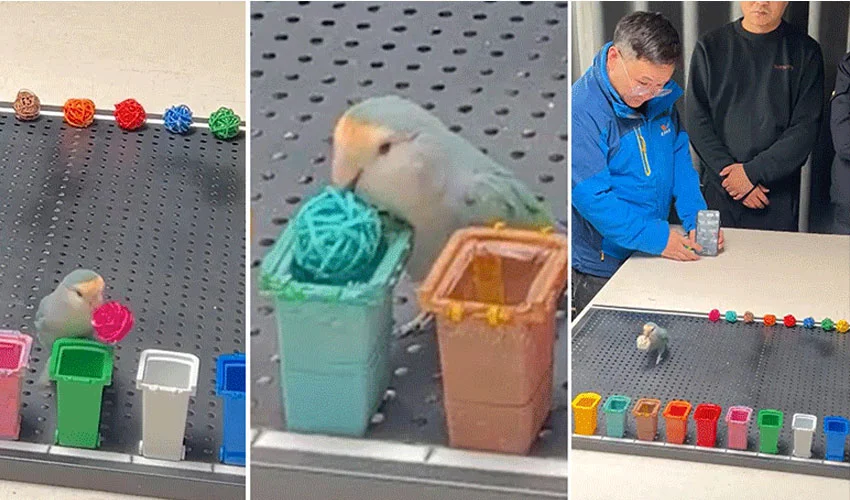 Chinese Parrot Sets World Record for Sorting Colors